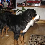 U Ani