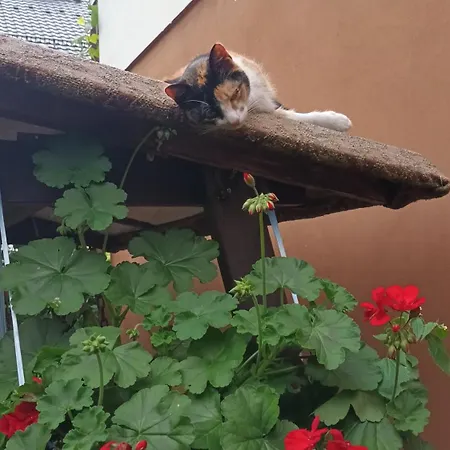 U Ani Alloggio per agriturismo *