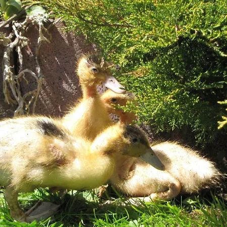 Alloggio per agriturismo U Ani Krosnica (Lesser Poland)